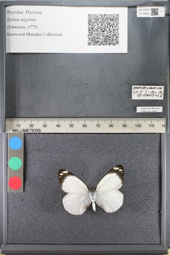Media type: image;   Entomology 139950